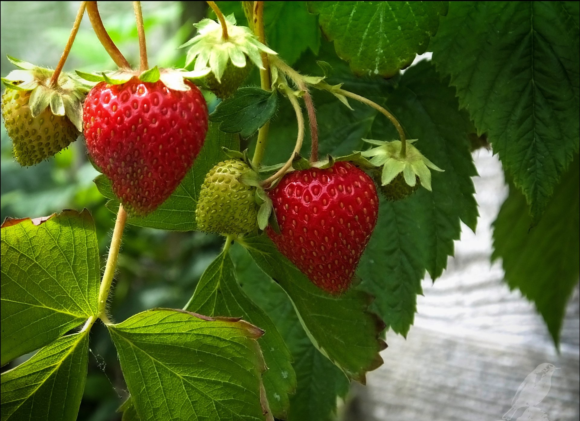 fragola bacca rossa foglie