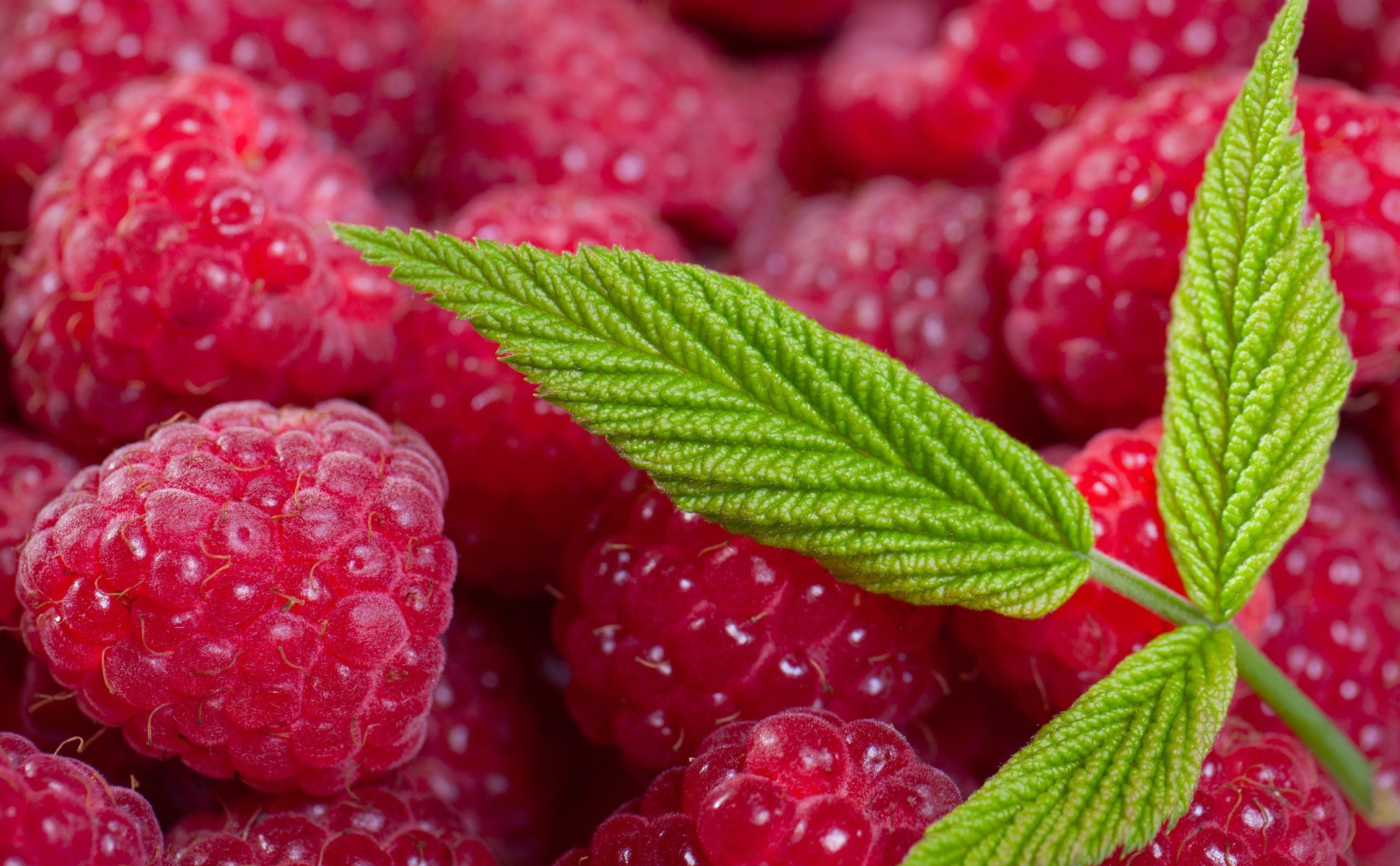 framboise baies gros plan feuille feuilles été