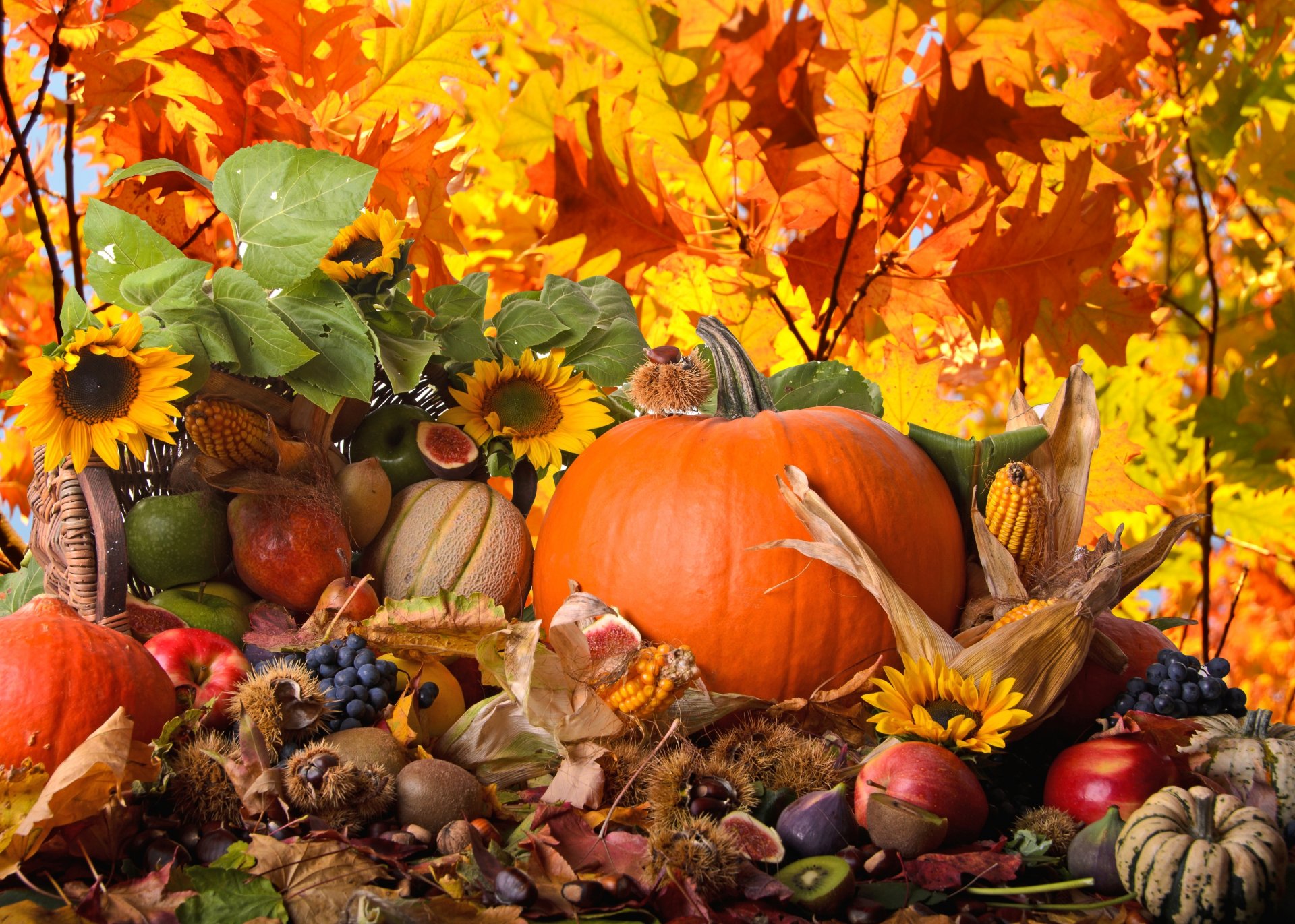 calabaza maíz verduras uvas manzanas higos peras kiwi fruta castañas girasoles naturaleza otoño