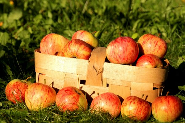 Autumn basket with apples in nature