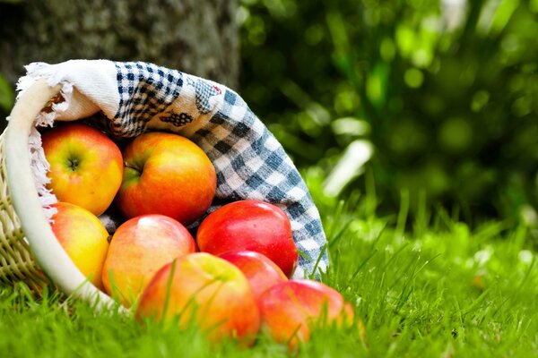 A basket of apples is lying on the grass