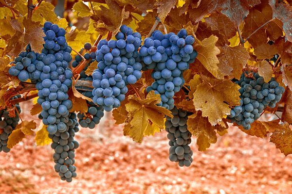 Racimos de uvas maduras con hojas