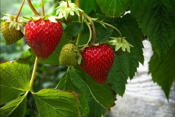 Erdbeeren auf einem Busch mit Blättern