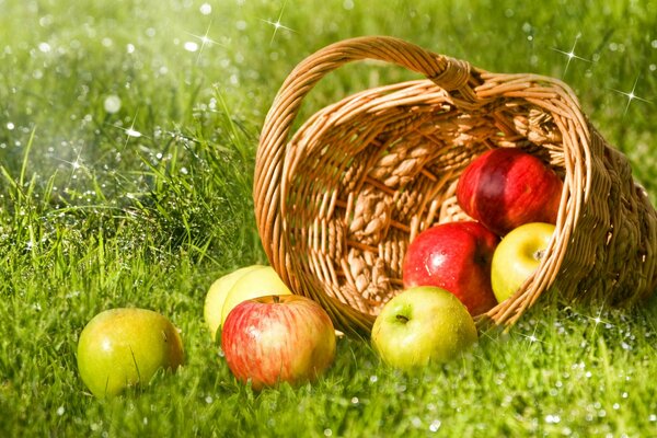 Cesta de manzanas desmenuzadas en la hierba verde en un día soleado