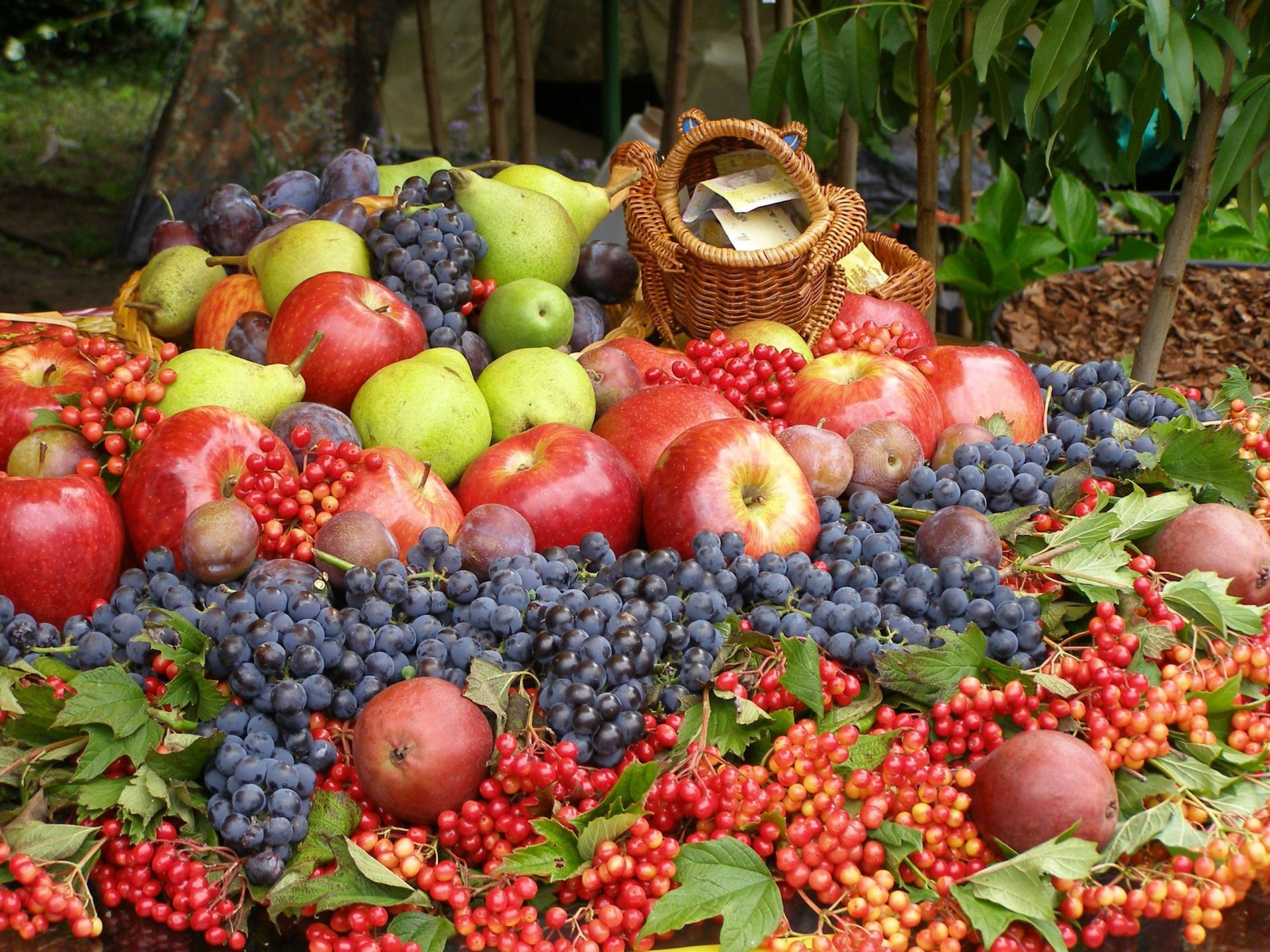 viburno uva mele pere prugne bacche frutta raccolto