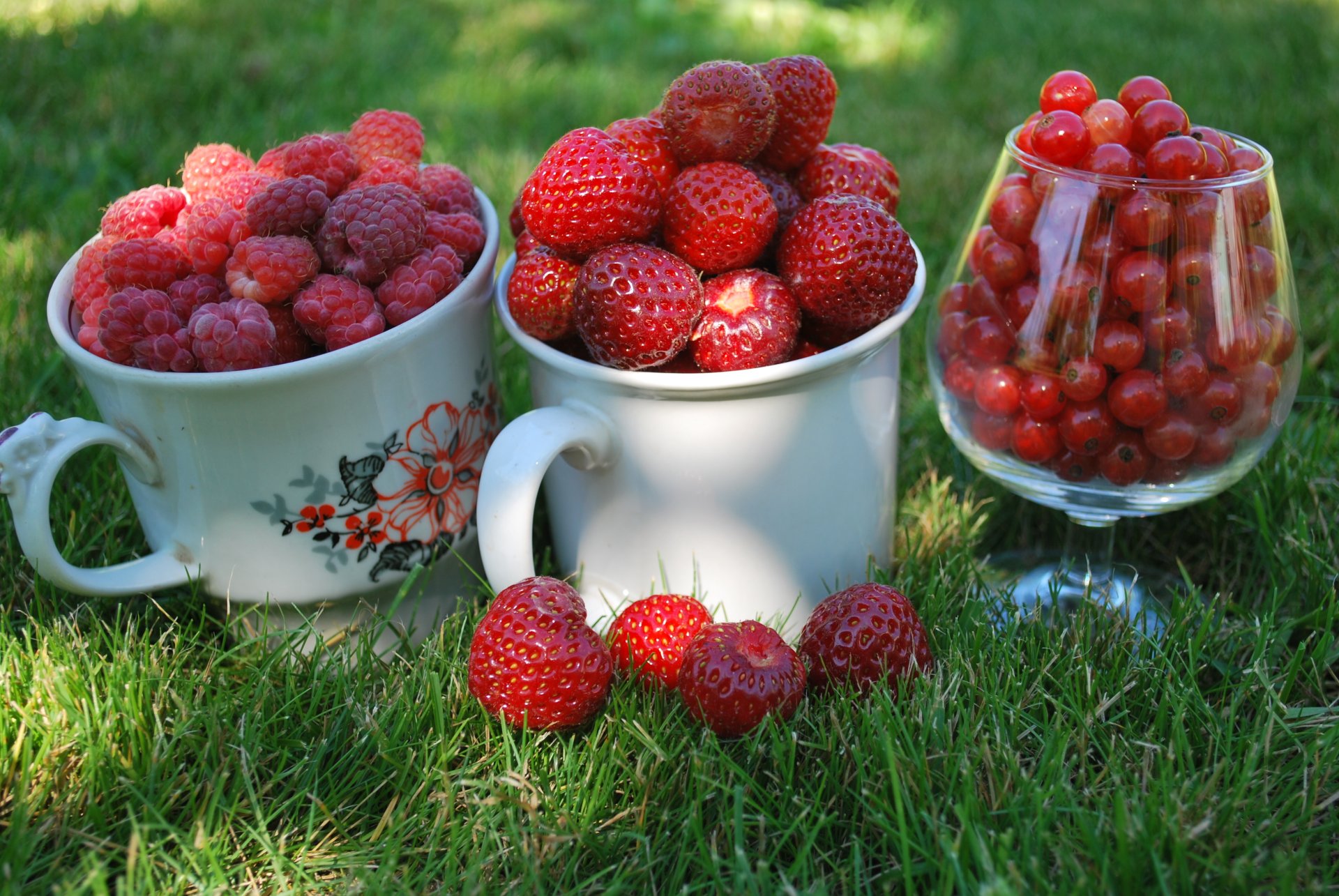 baies framboises groseilles rouge fraise datcha tasses tasses verre herbe gros plan