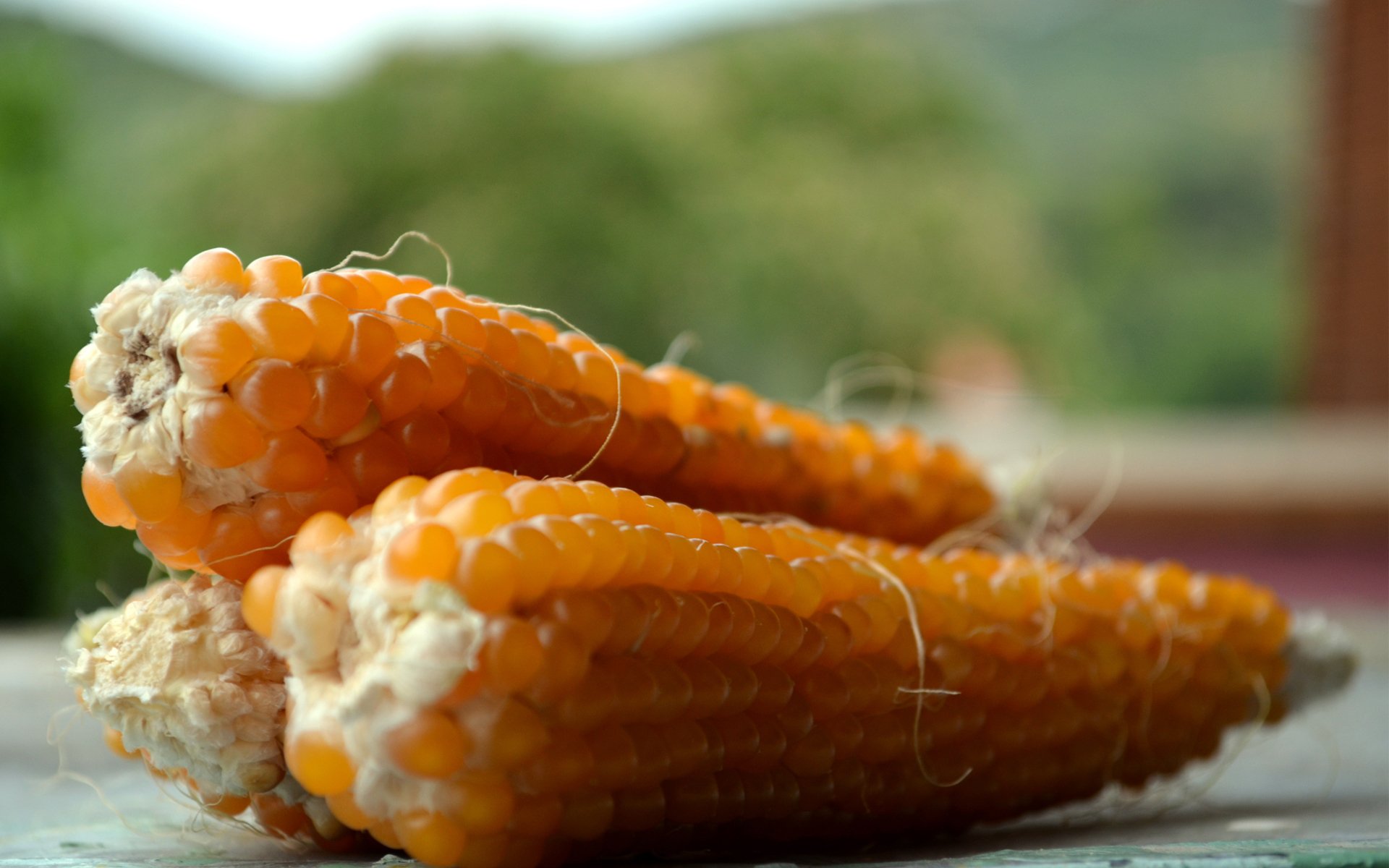 maíz mazorca granos cosecha verdura cereales