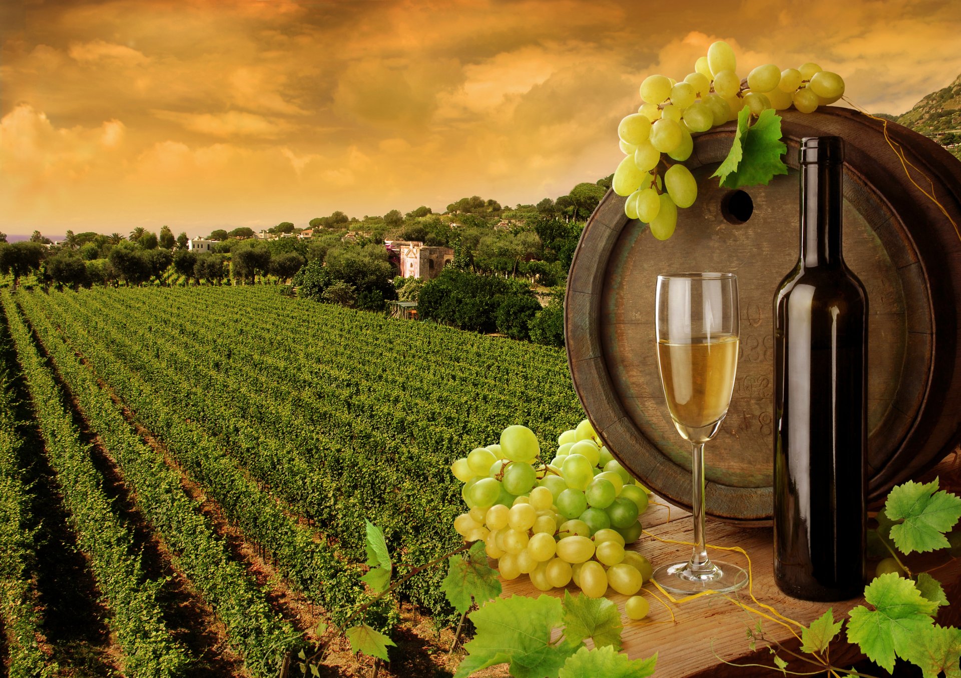 wine white glass grapes a bottle barrels leaves vineyard