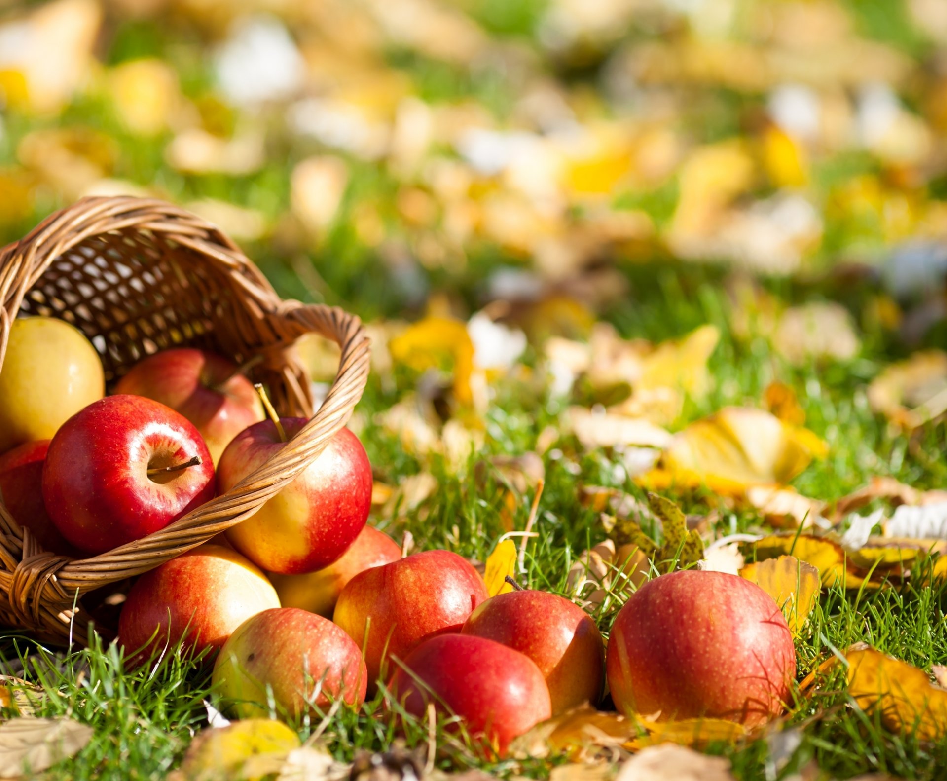 korb äpfel obst gras blätter