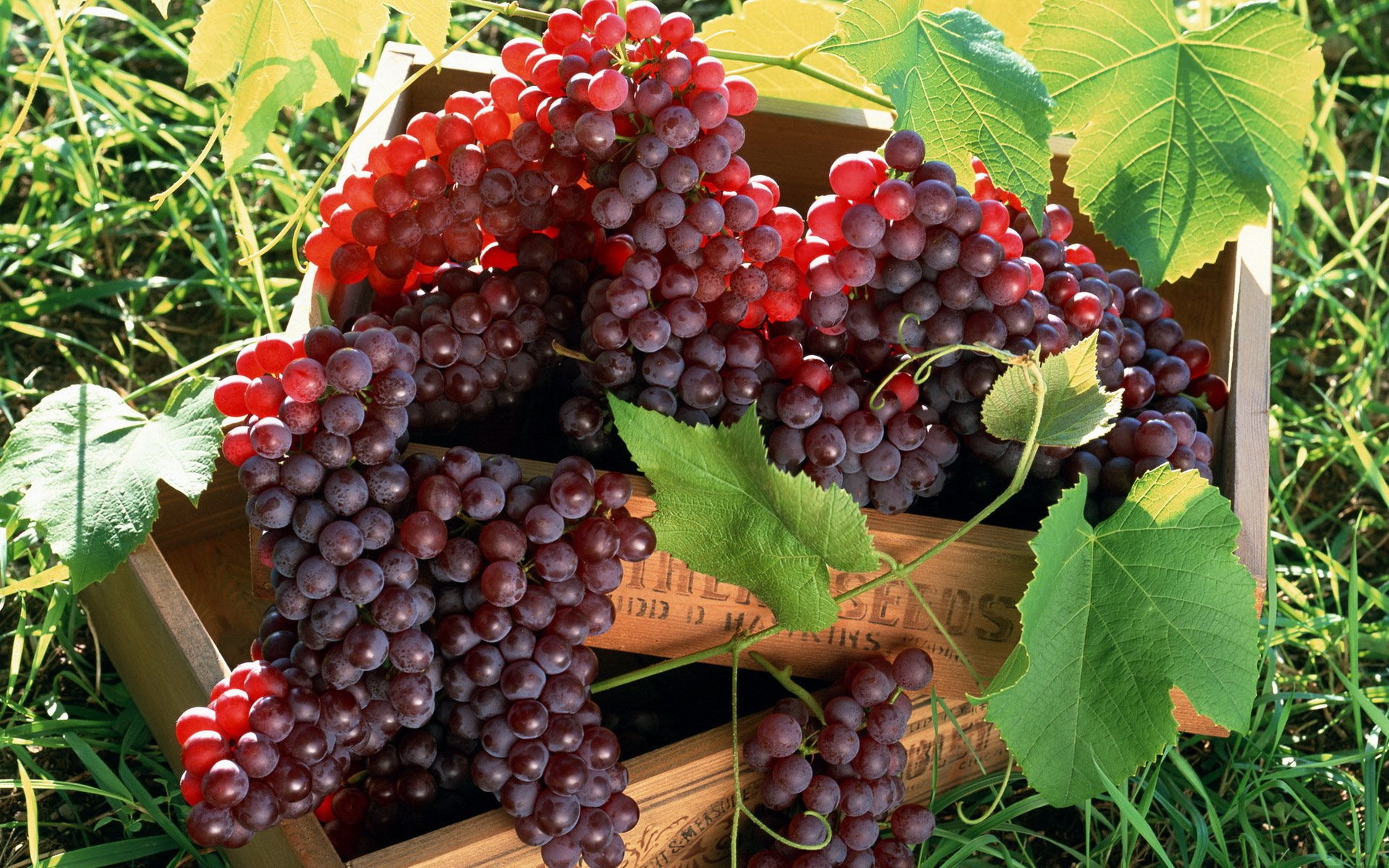 grapes red clusters in the box leave