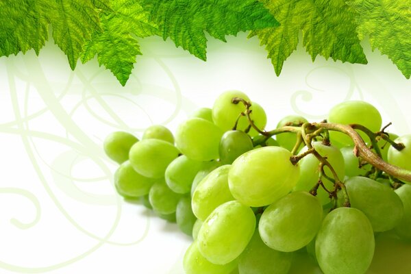 Kiść białych winogron z liśćmi