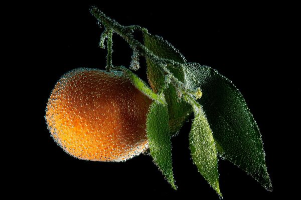 Nahaufnahme eines Orangenzweigs im Wasser