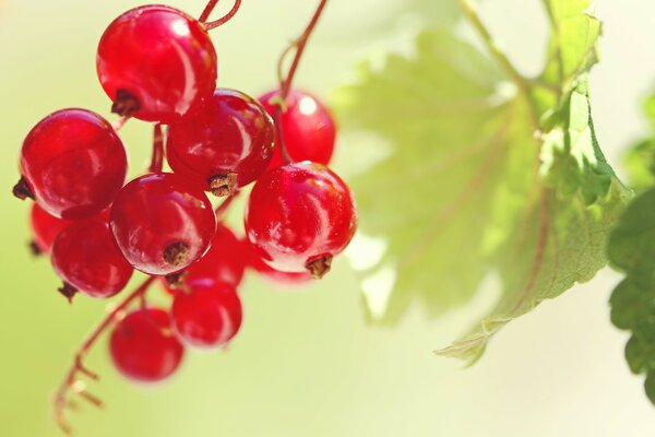 A branch of red currant on a bush