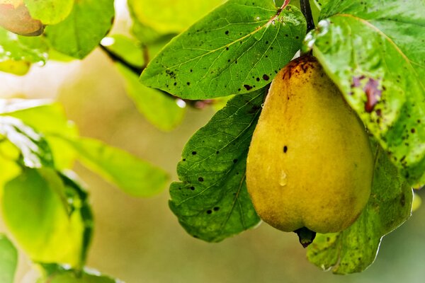 Ripe single pear on a twig