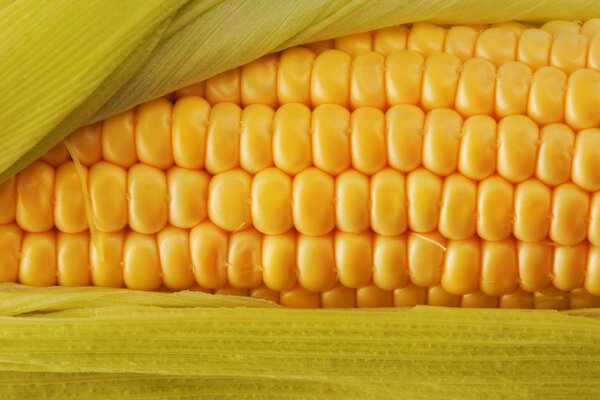 Macro maíz amarillo