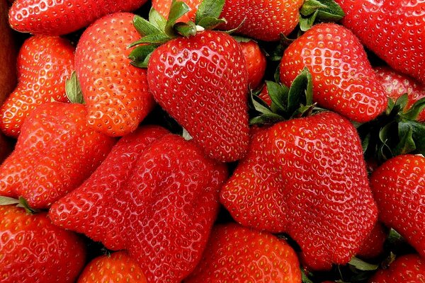 Saftige reife rote Erdbeeren