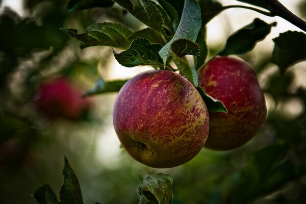 Nuevas manzanas rojas jóvenes