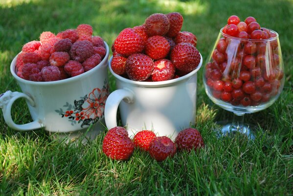 There are two cups and one glass with berries on the grass. There are strawberries in one bowl, raspberries in the other, and red currants in the glass