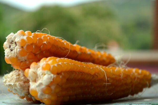 Dried corn cob, popcorn