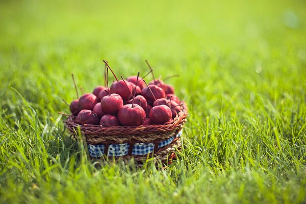 Summer basket with apples satchels on the grass