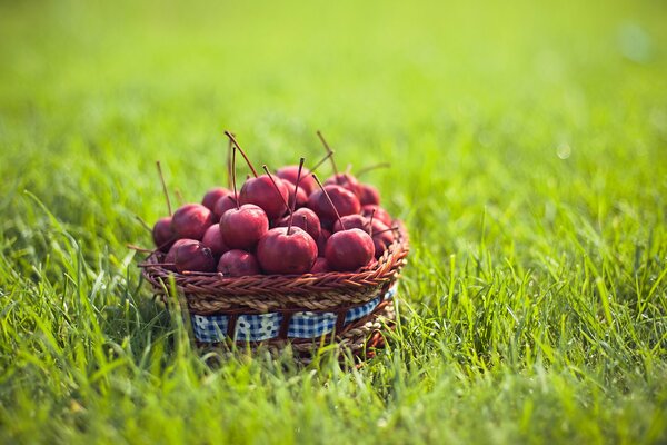 Cesta de verano con manzanas ranetki en la hierba