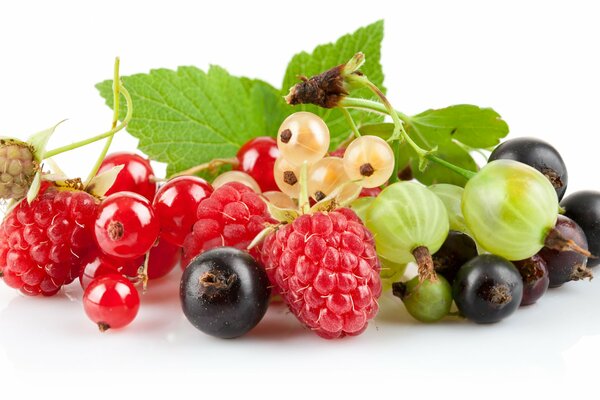 Beerenmischung aus Stachelbeeren, weißen und roten Johannisbeeren