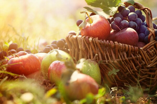 Cesta de manzanas y uvas en la hierba