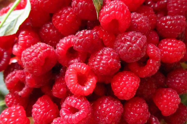 Köstliche rote Himbeerbeeren