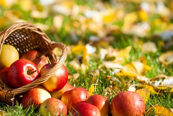 Pommes émiettées sur l herbe et les feuilles