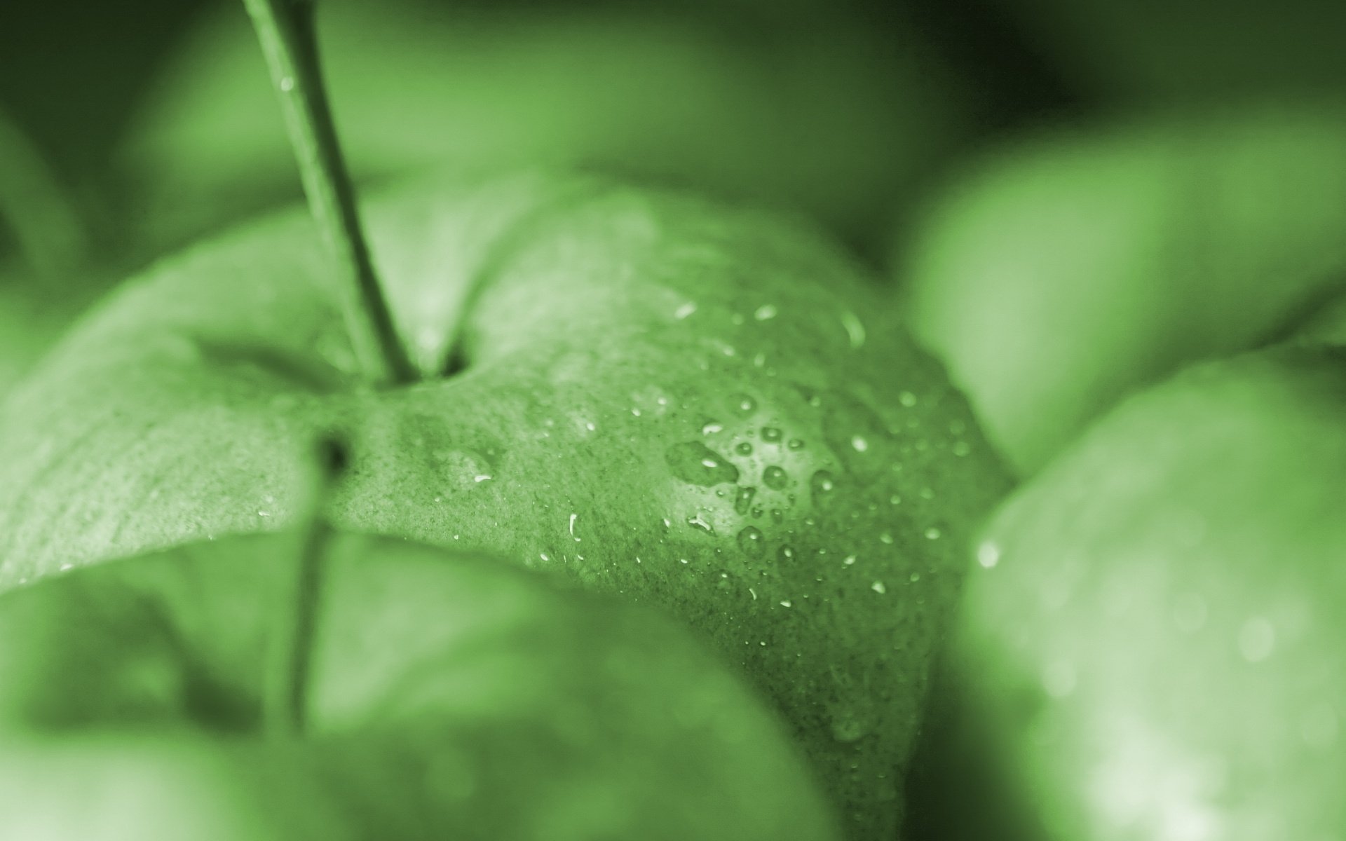 manzana comida fruta verde manzanas macro gotas verde macro