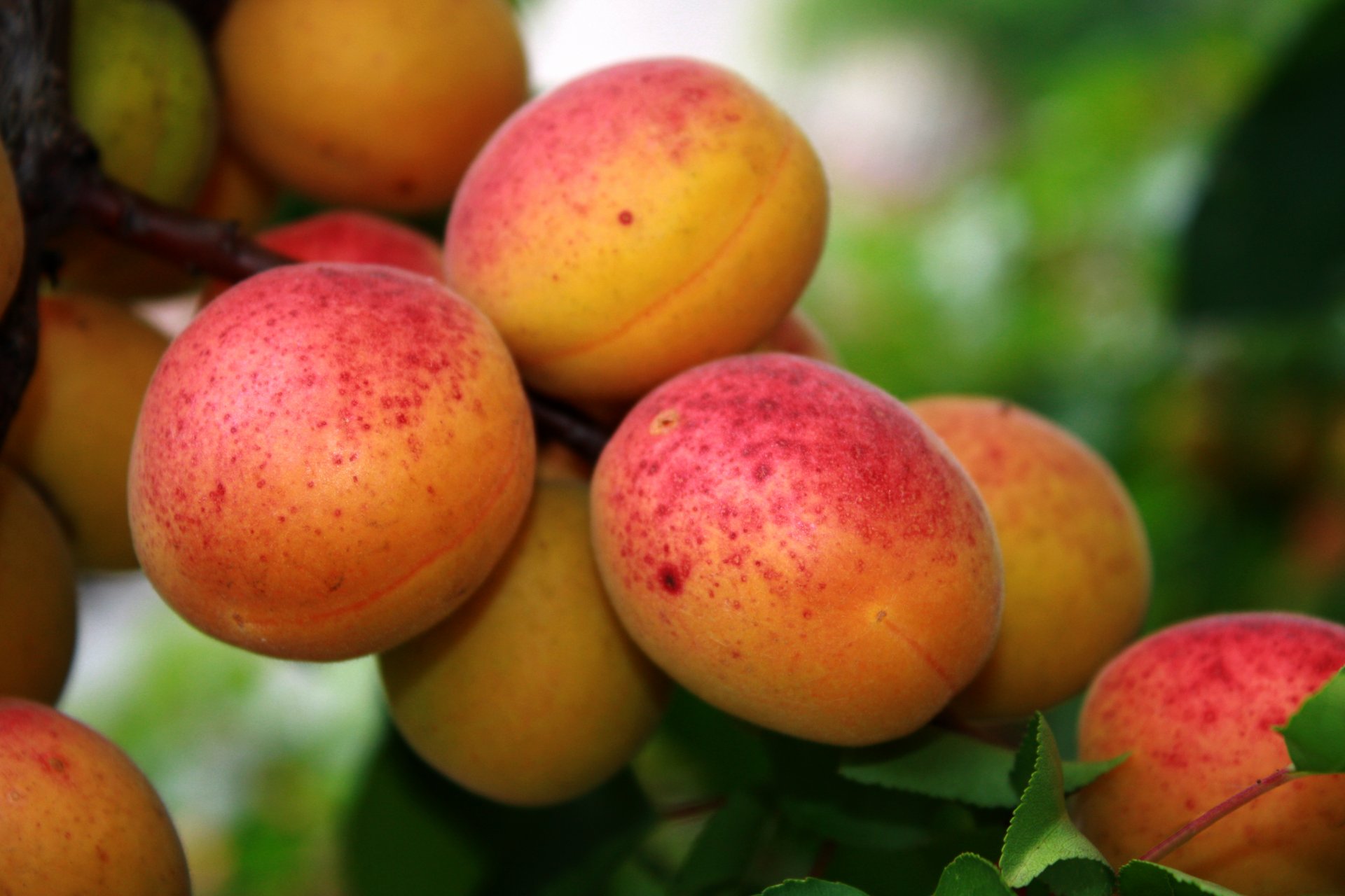 nature apricots tree leaves fruit