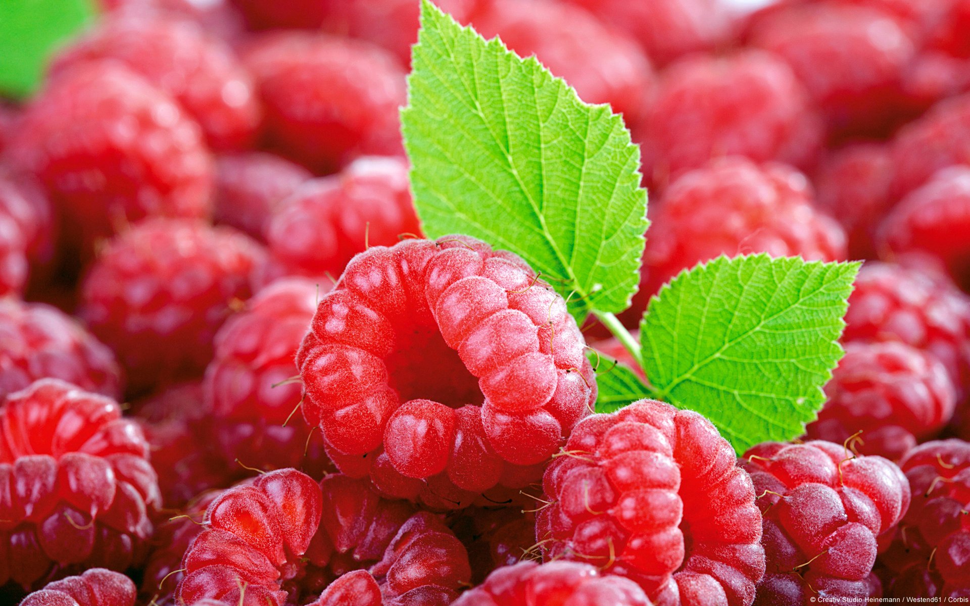 baies framboises feuilles