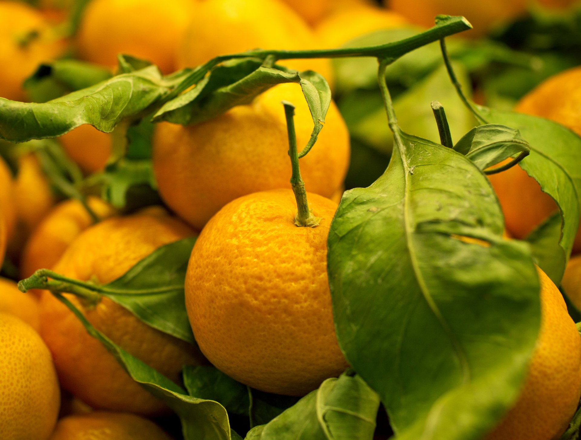 fruta mandarinas delicadeza