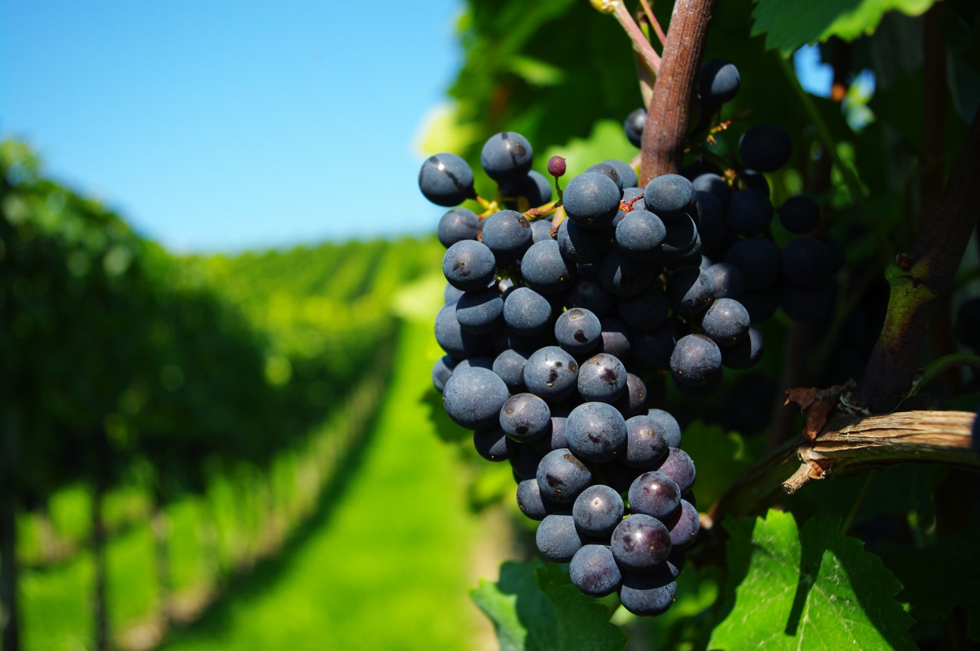 uvas grona lstva ramas viñedos