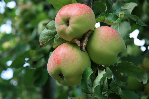 Pommes rustiques sur une branche
