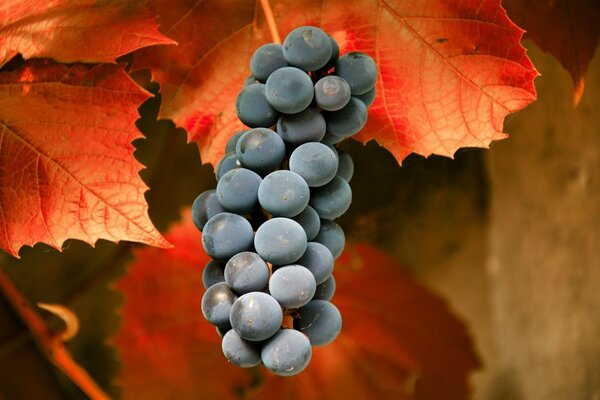 Uvas de otoño sobre un fondo de hoja naranja