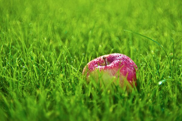Ein reifer Apfel im grünen Gras
