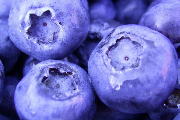 Macro photo of blueberries