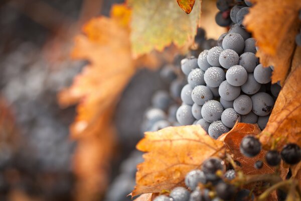 Image de raisins bleus sur fond de feuilles sèches
