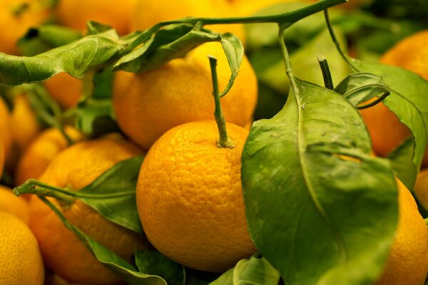 Photos of the tastiest tangerines from the place of cultivation