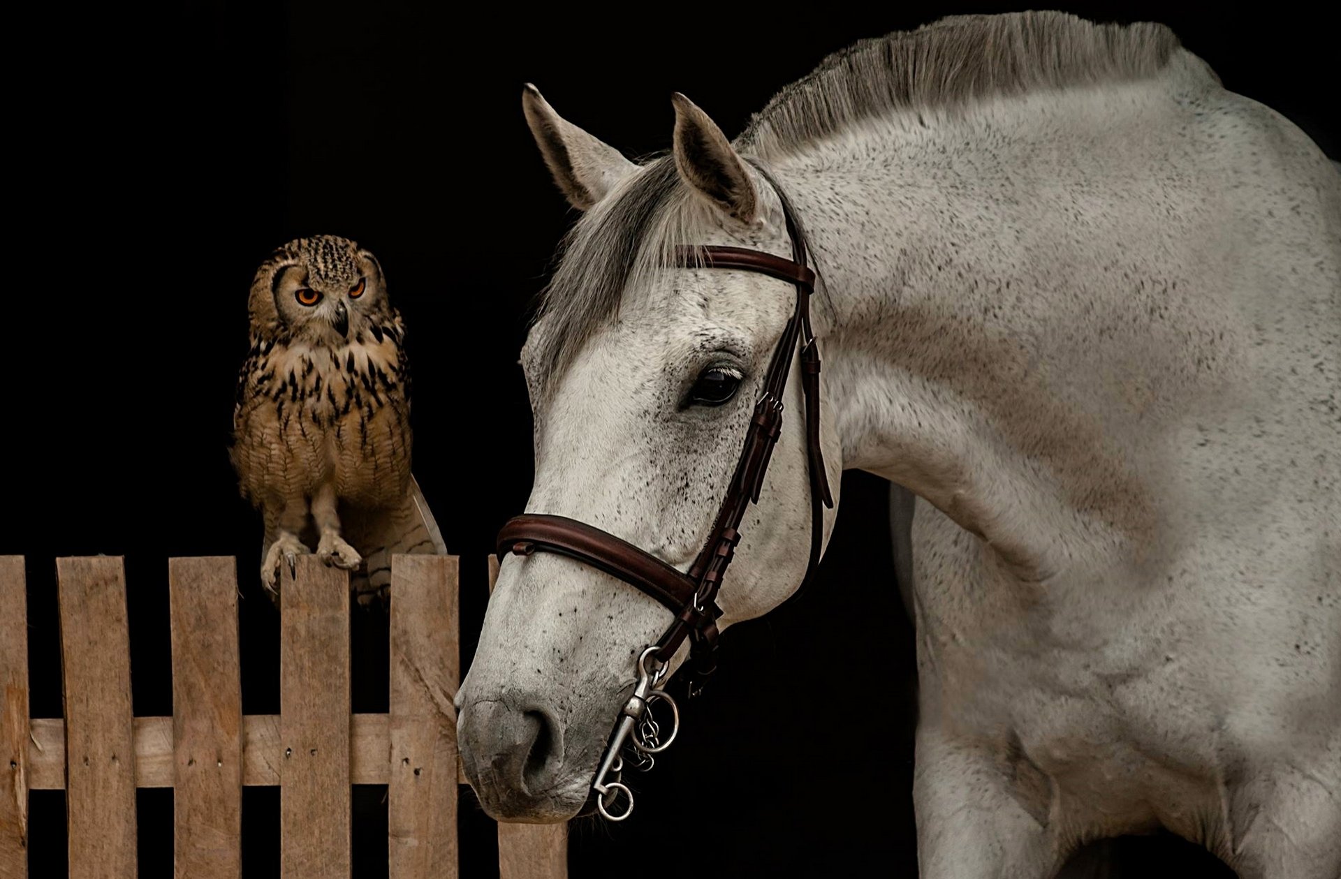 pferd pferd schnauze eule vogel