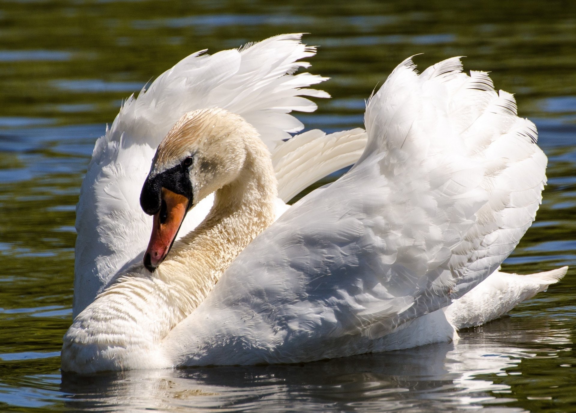 cigno uccello ali collo acqua grazia bianco