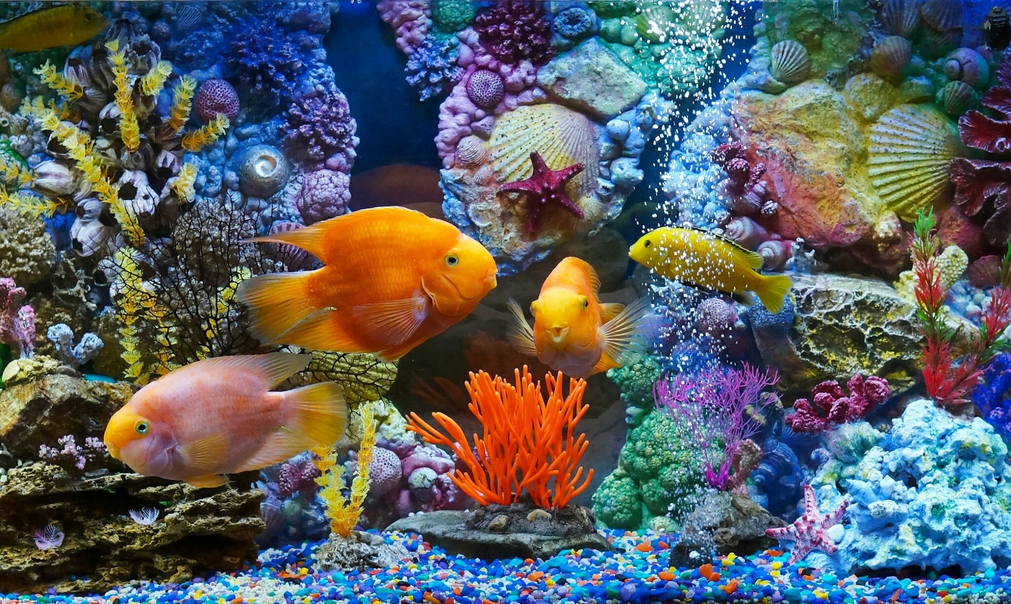 aquarium poissons poissons coraux coquillages