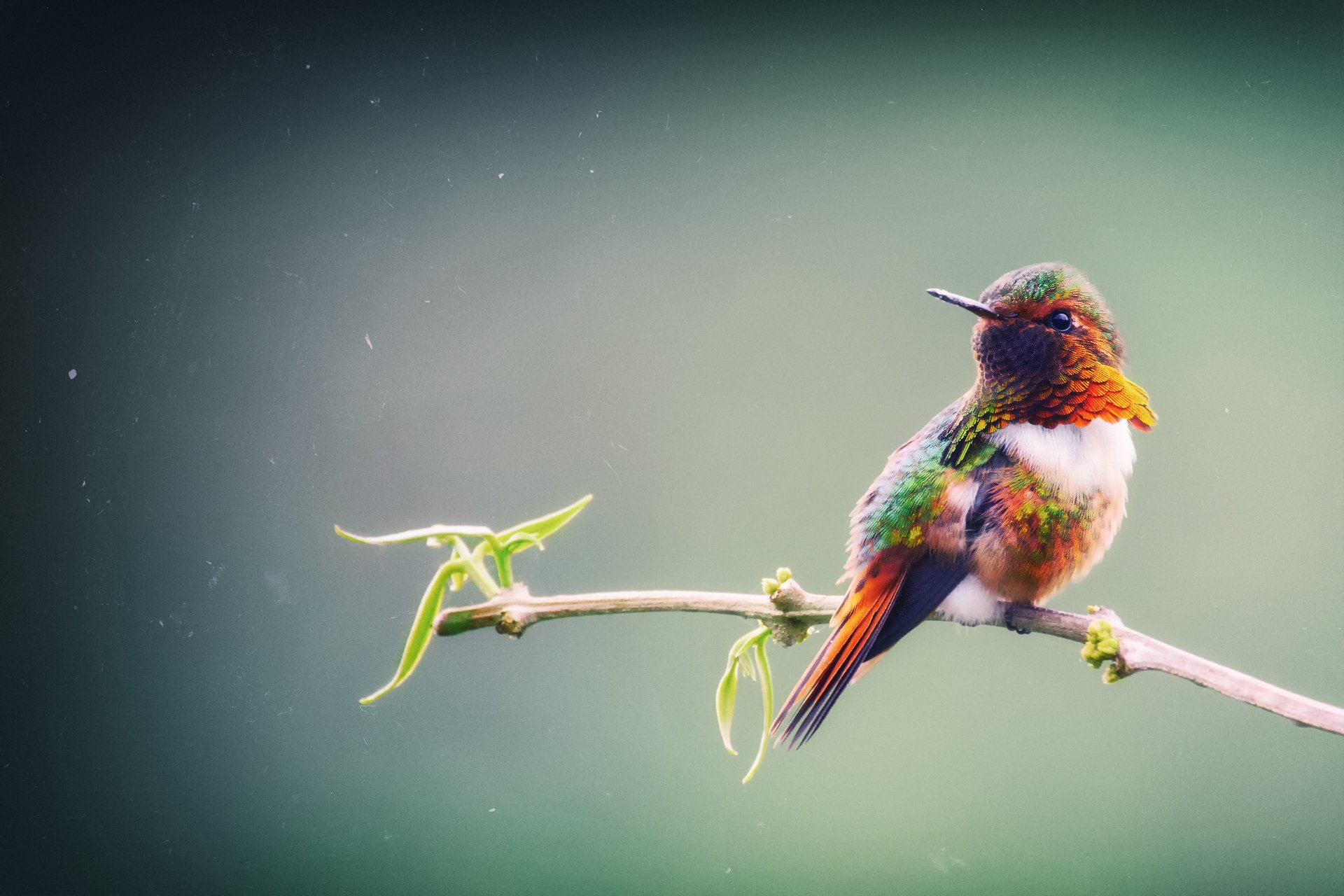 pájaro pequeño colibrí colibrí chispeante selasphorus chispas el más pequeño de los colibríes rama costa rica