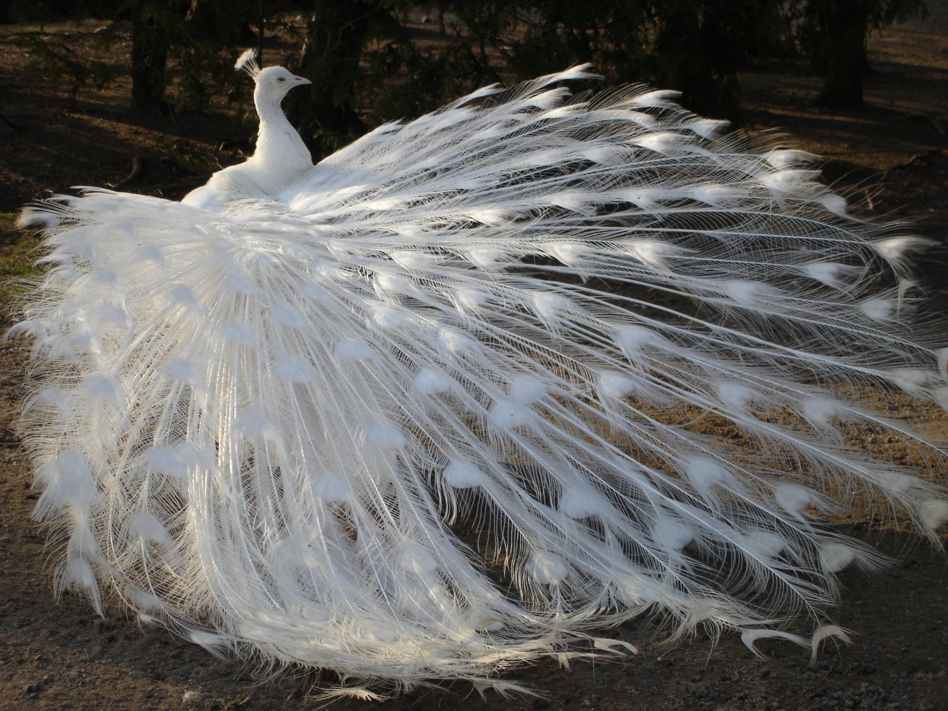 vogel pfau schwanz federn weiß albino