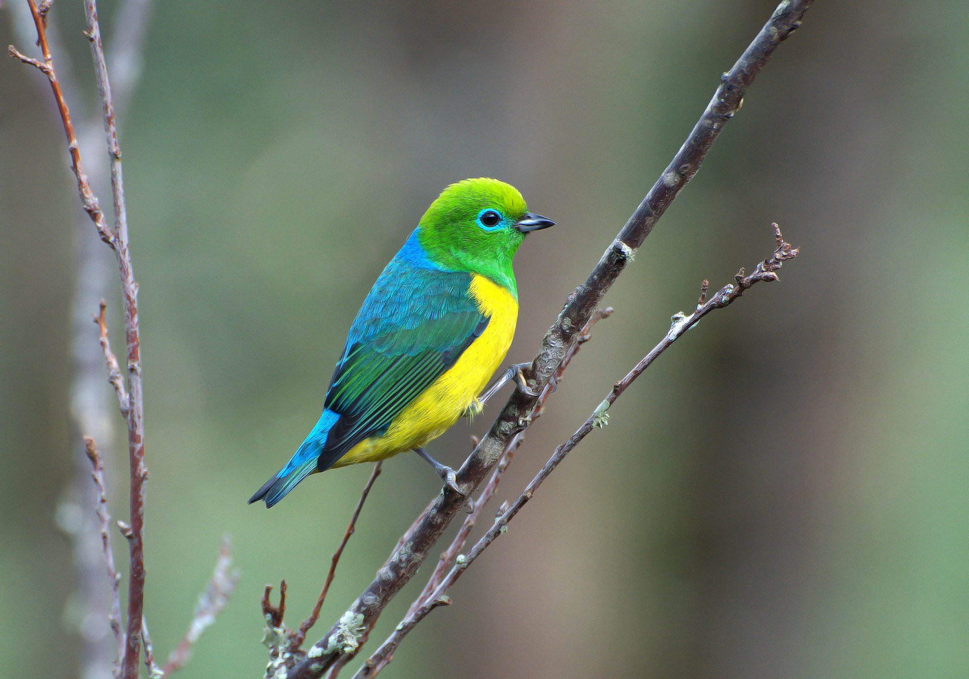 uccello giallo verde blu ramo saíra