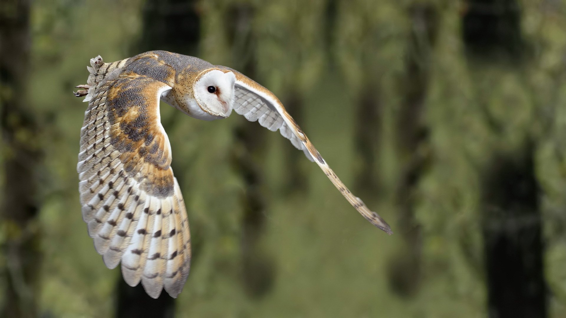 vogel vogel natur