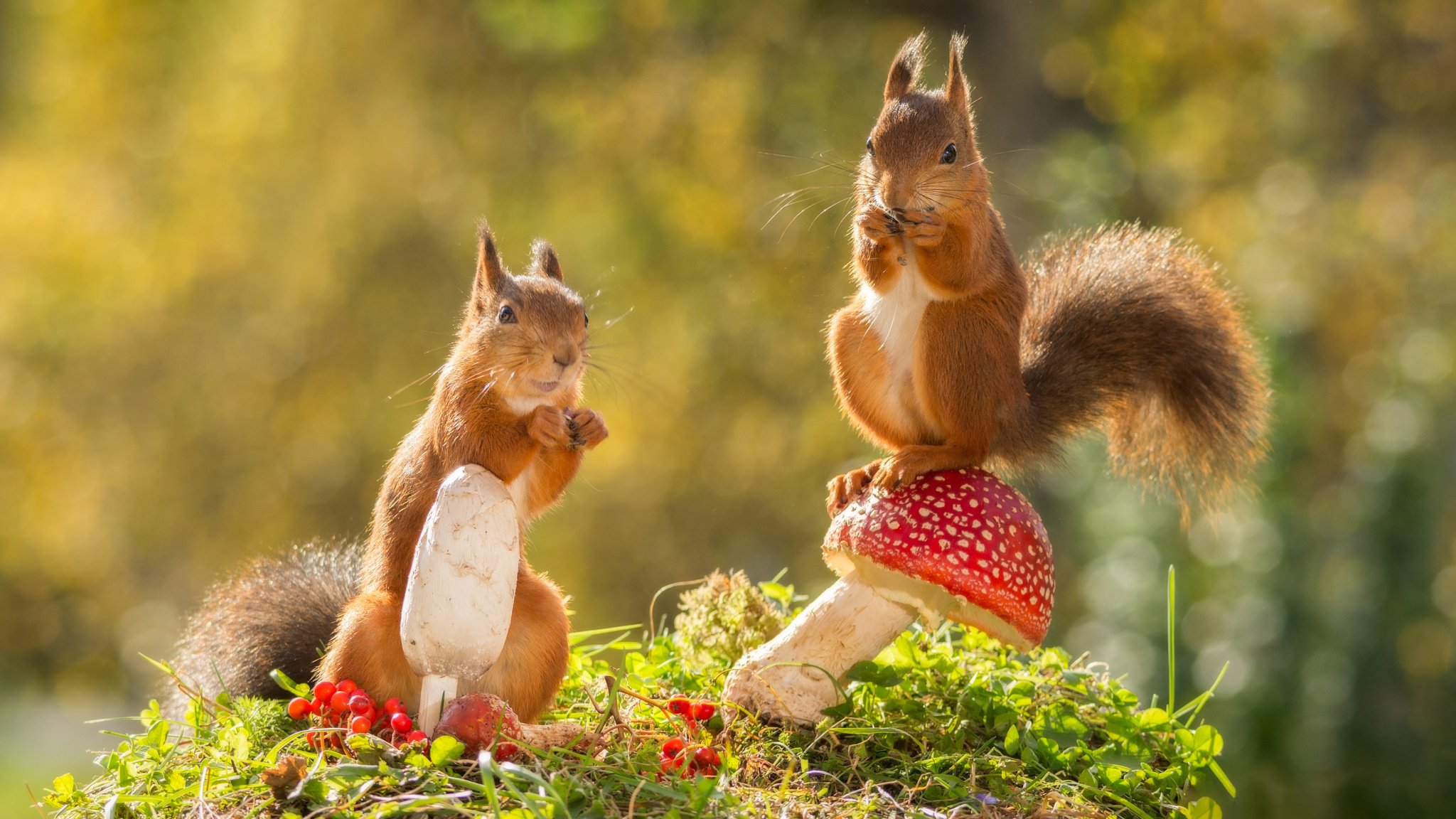 animales roedores ardillas naturaleza otoño setas bayas bokeh