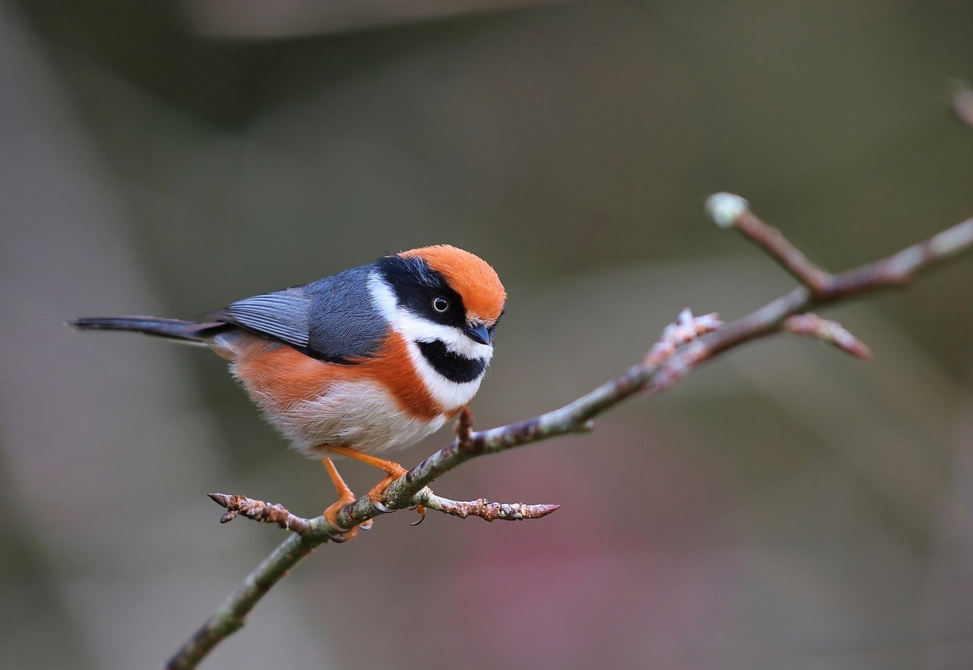 vogel zweig federn farbe