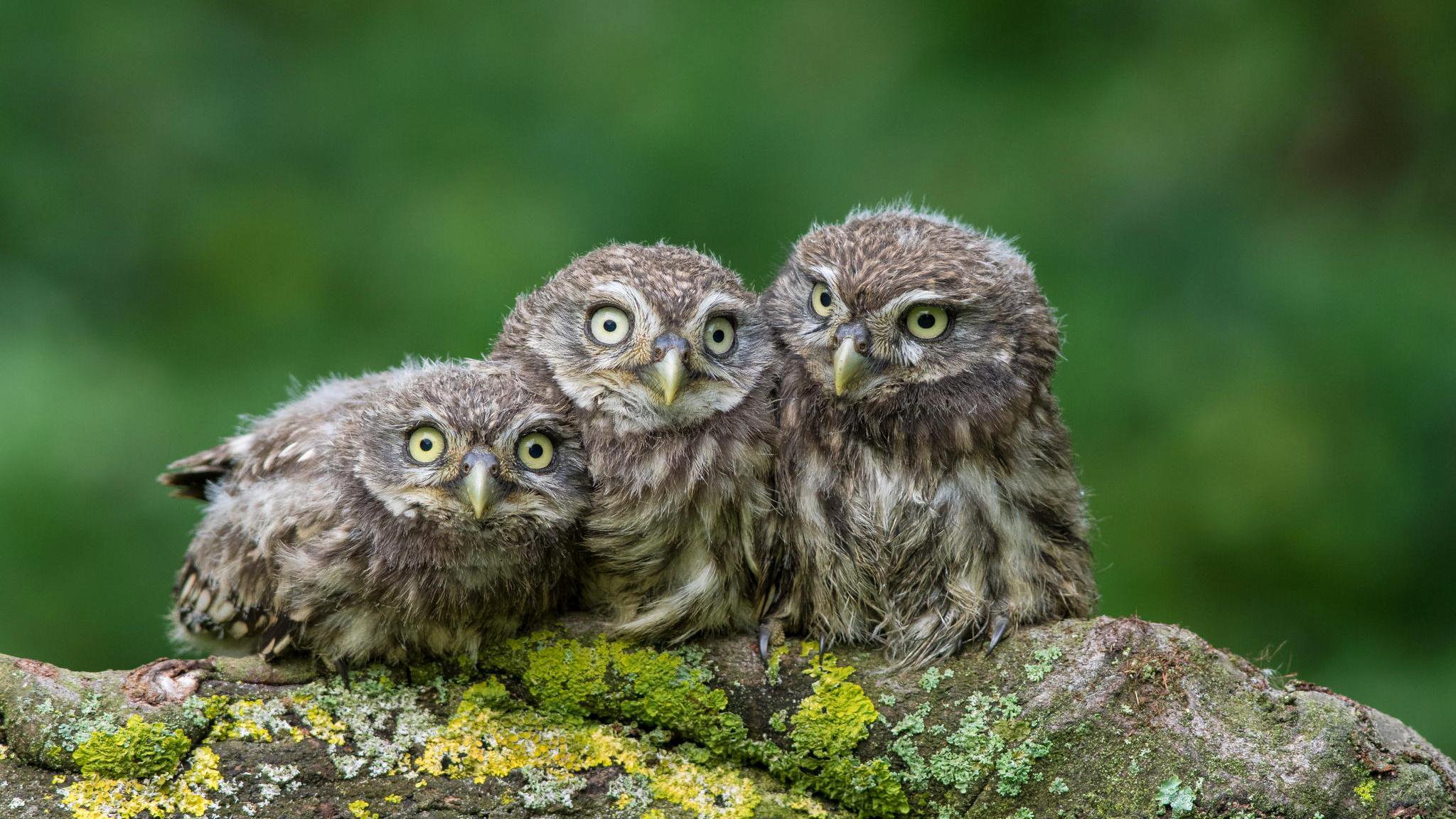 hibou arbre chouettes nature yeux